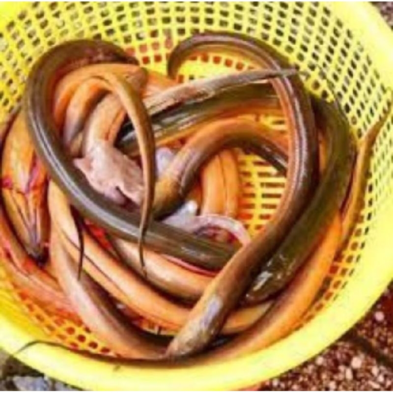 

Belut Segar 1kg