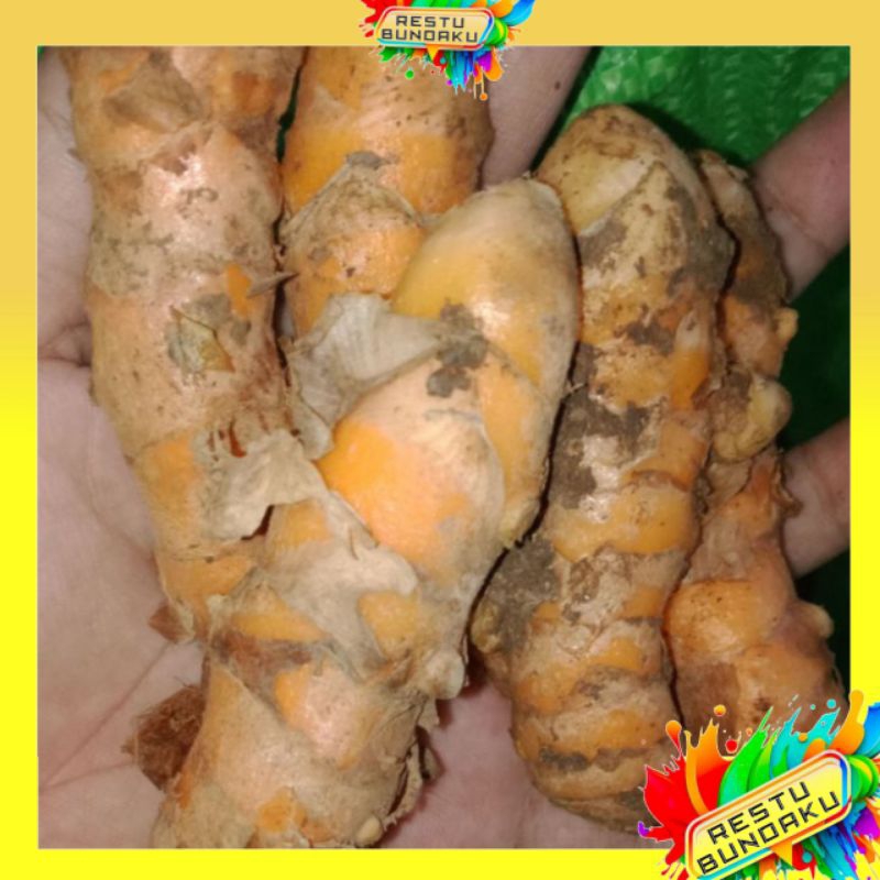 

RESTU BUNDAKU | KUNYIT SEGAR 500GRAM | KUNIR SEGAR SUPER | BUMBU DAPUR KUNYIT SEGAR