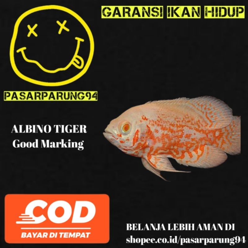 kebutuhan aquarium Oscar albino Tiger GM 2jari(8-10cm)