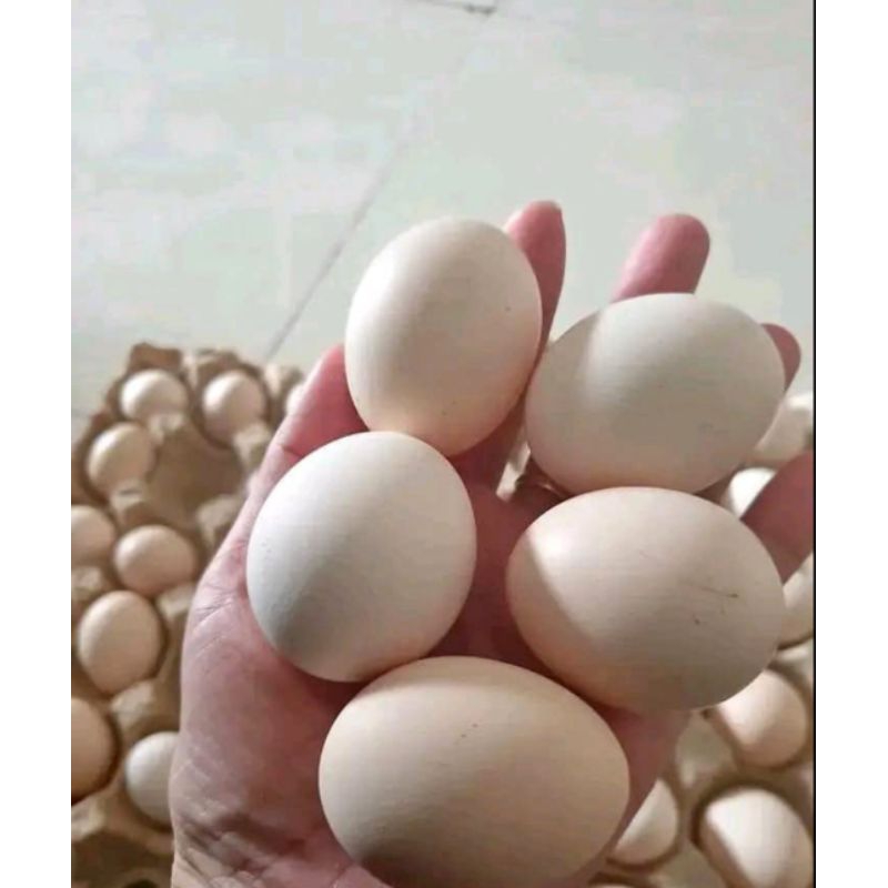 

telur fertil ayam kampung asli