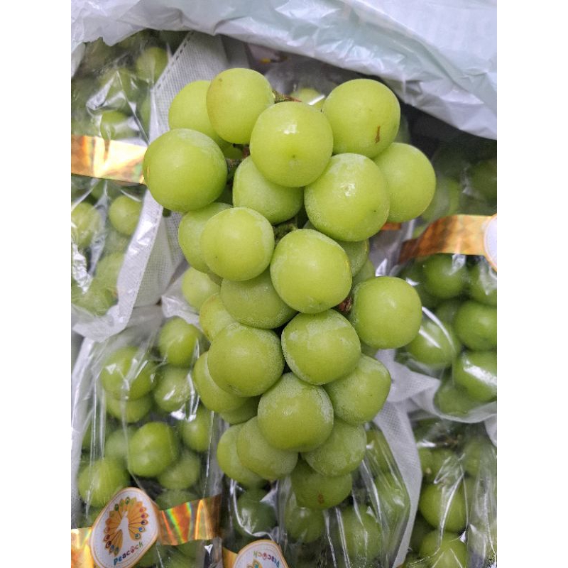 

Muscatt Poci