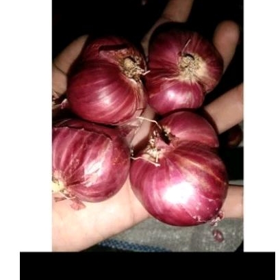 

Bawang merah super Probolinggo BM murah