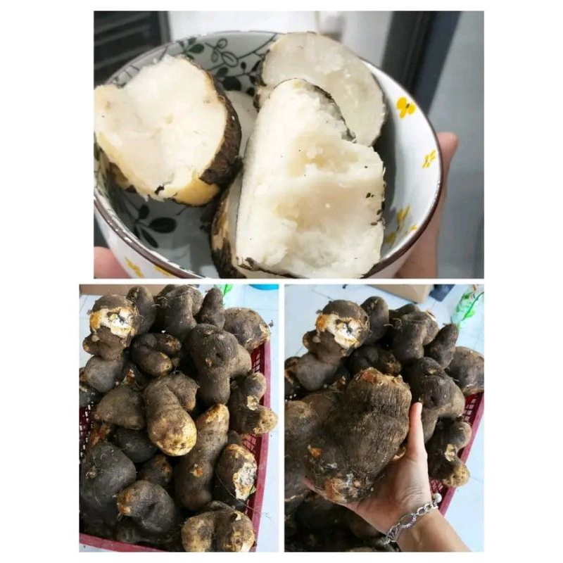 

Uwi putih manis pulen fresh mentah 1kg