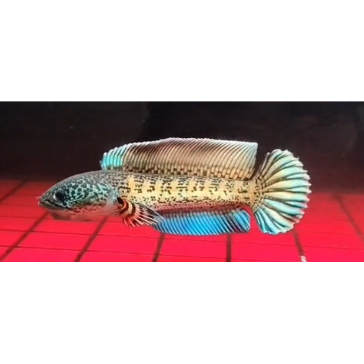 PATUNG CHANNA AURANTI PROGRESAN