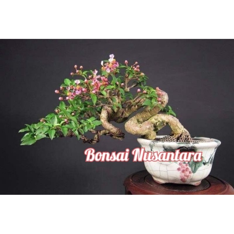 BIBIT BONSAI SAKURA MIKRO BERBUNGA