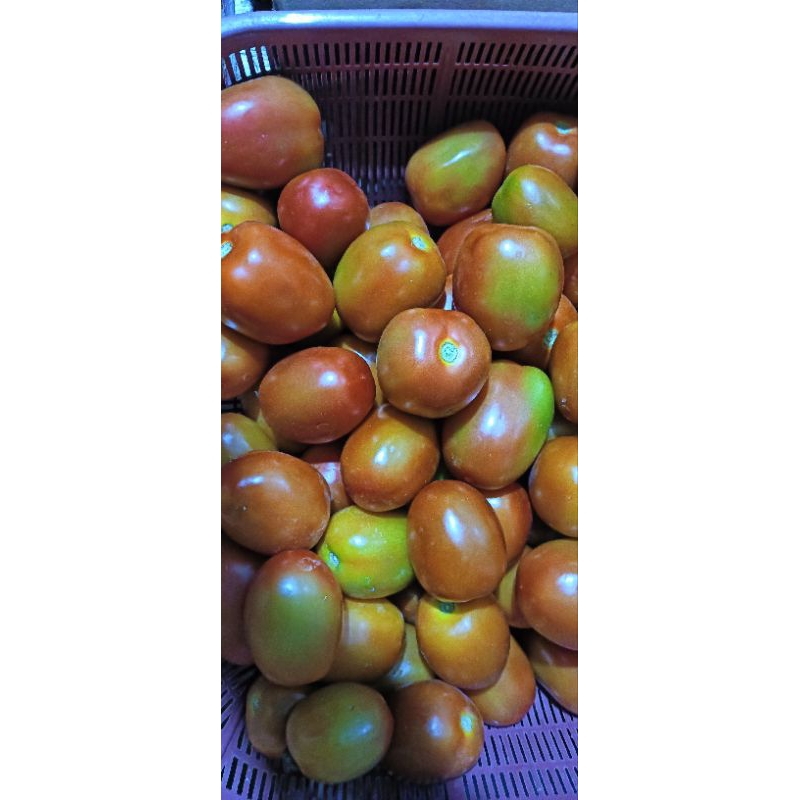 

tomat segar 1kg