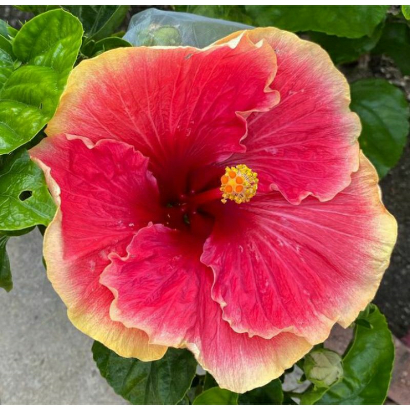 tanaman hias bibit pohon bunga sepatu hibiscus living legend bibit kembang sepatu hibiscus