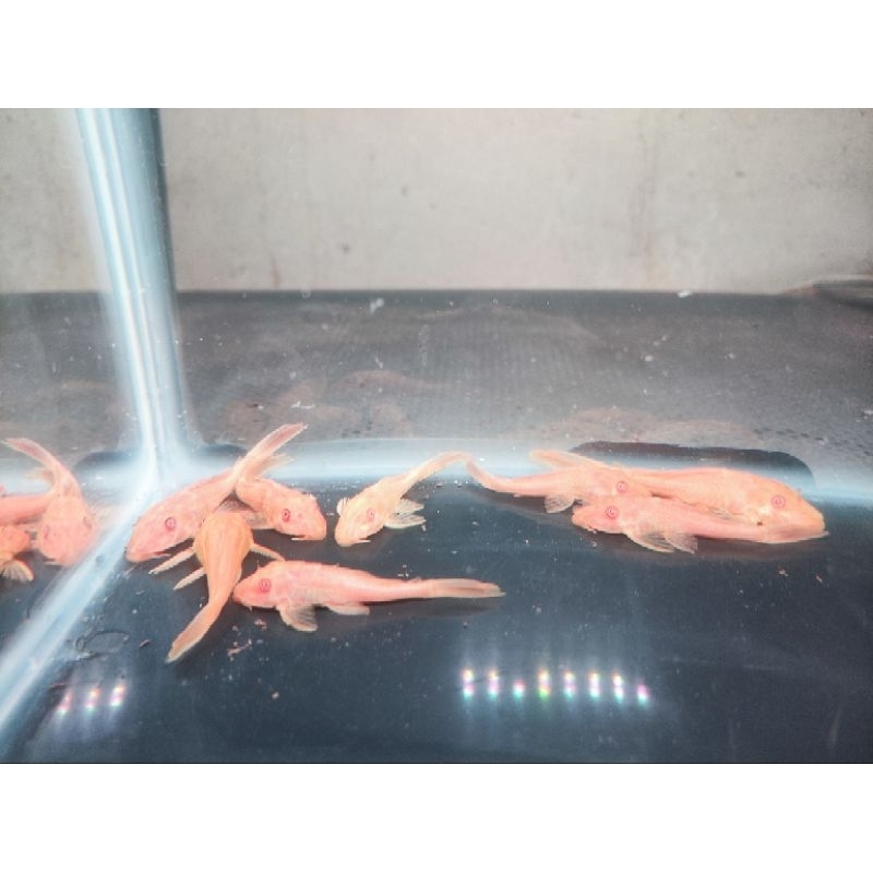 Ikan Hias Sapu Sapu Albino