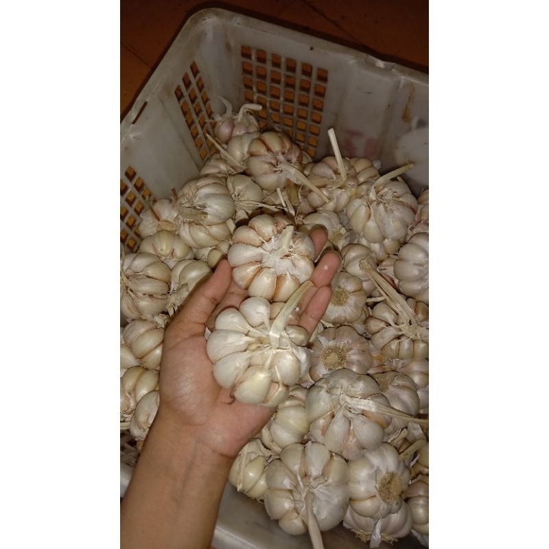 

Bawang putih ½ kg