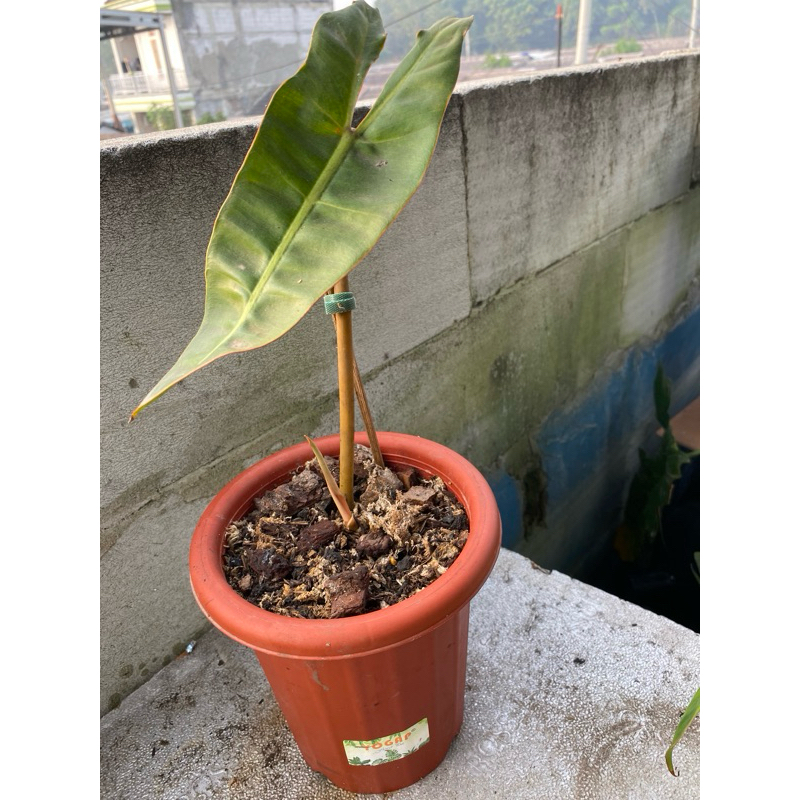 philodensron bilitae/kabel busi