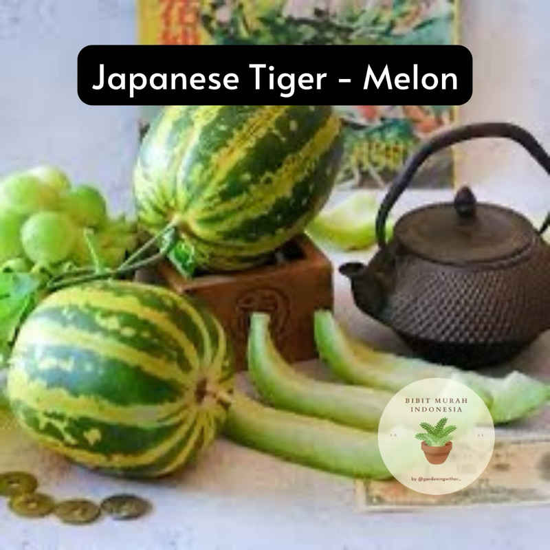 3 Benih Heirloom Melon Japanese Tiger - Personal melon yang manis dan harum - Bibit Murah ID