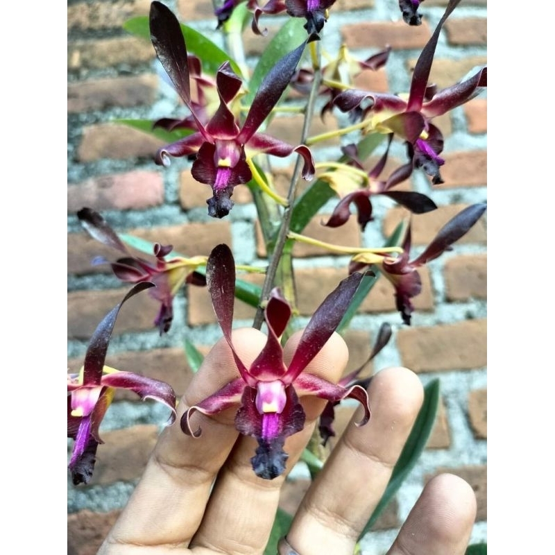 Dendrobium keriting Jumbo poll