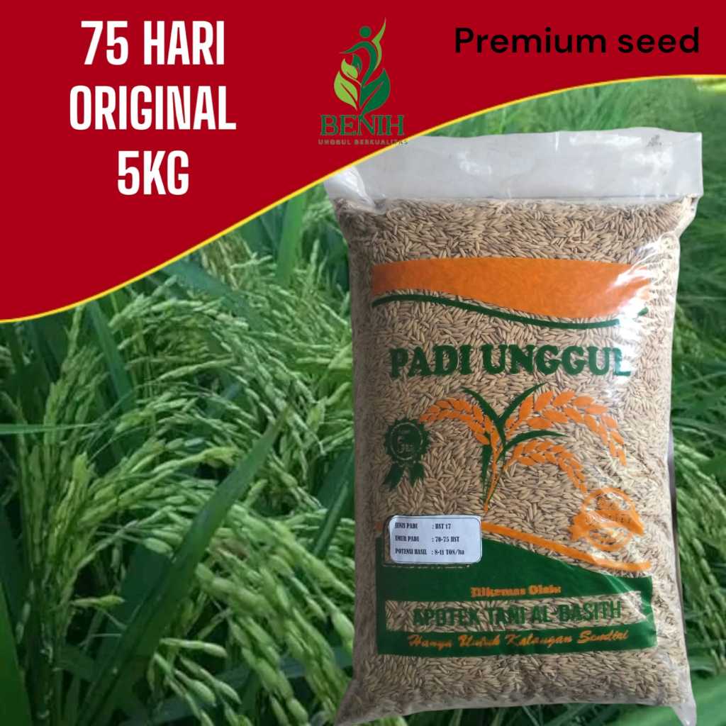 Benih padi bibit padi 75 hari panen Super genjah 5kg