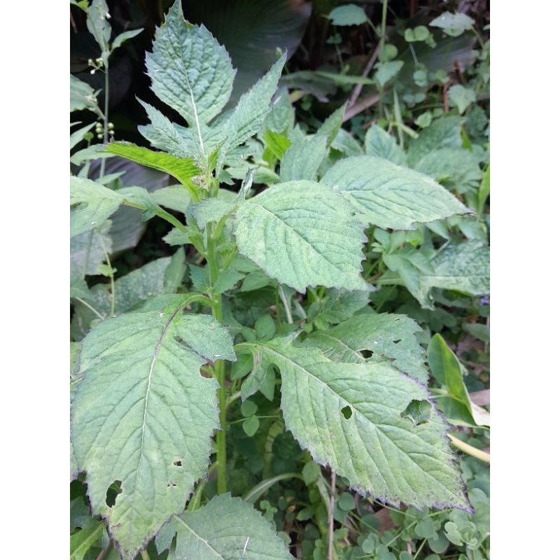 

DAUN SINTRONG HERBAl(sabikabang) fresh 250gram