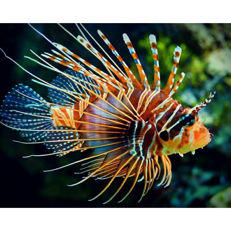 IKAN HIAS LAUT LIONFISH