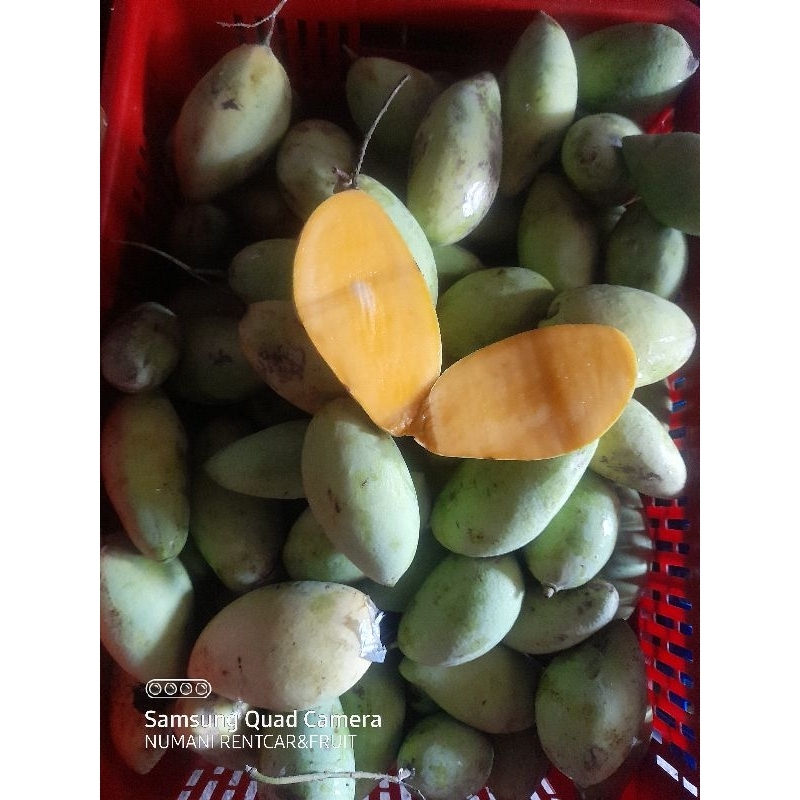 

mangga harum manis