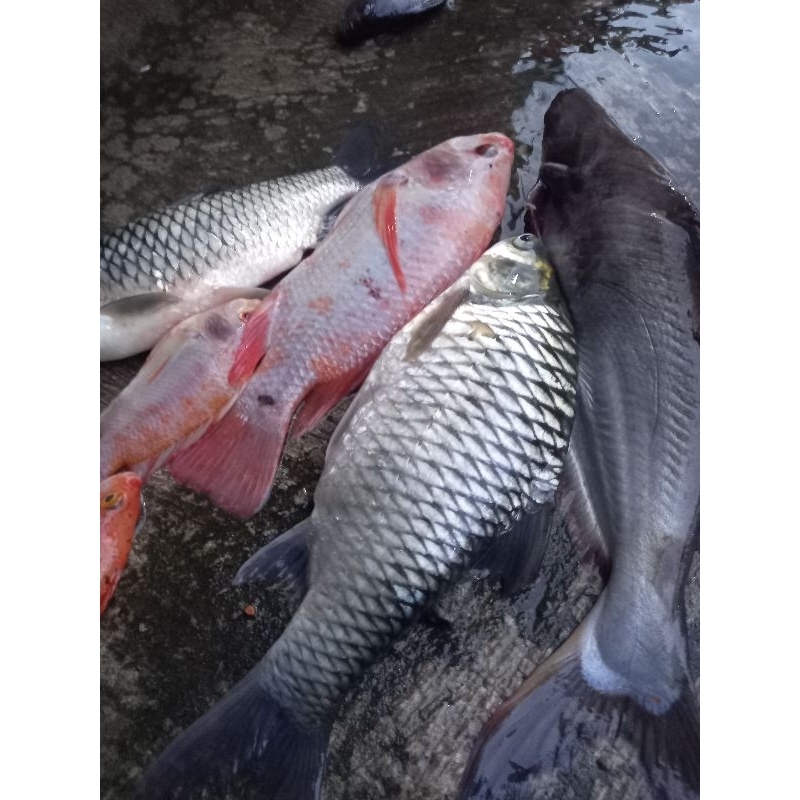 untuk umpan ikan bandeng nila tawes tombro