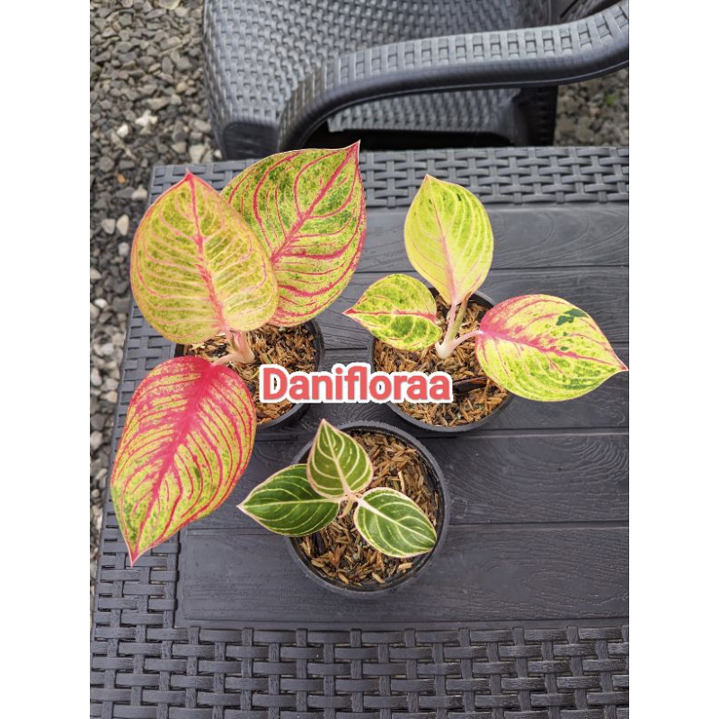 Paket Anakan Aglaonema Goliath/Hughes/Minion