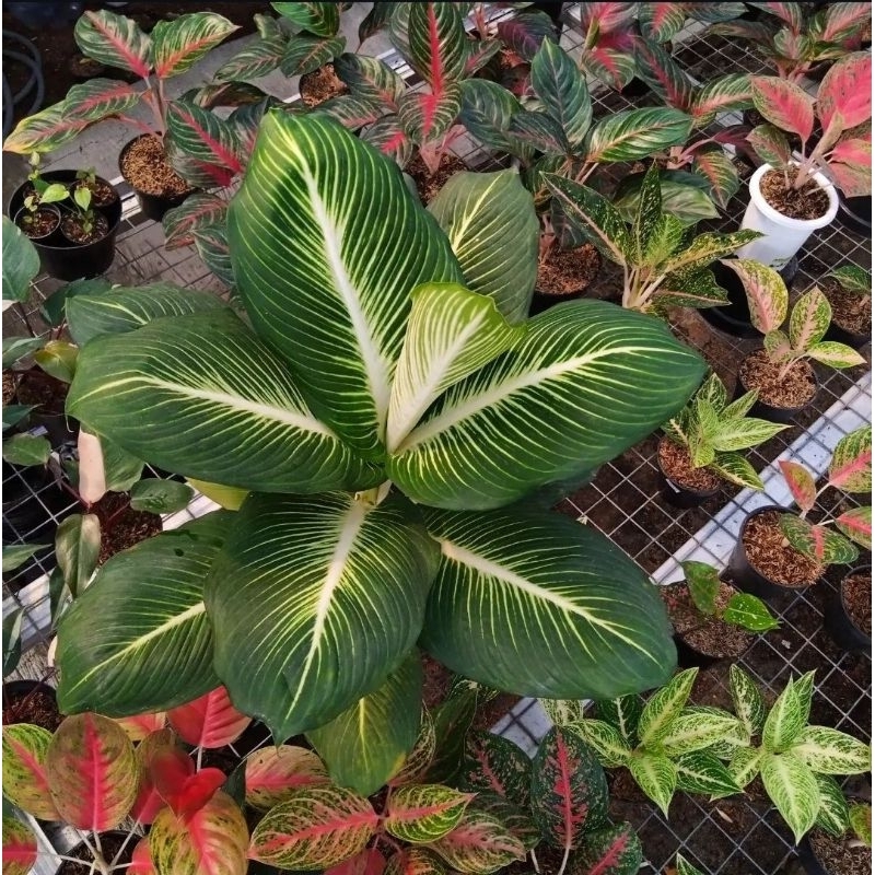 Tanaman Hias Diven Gurita-Tanaman Hias Hidup Diven Gurita Cantik Murah