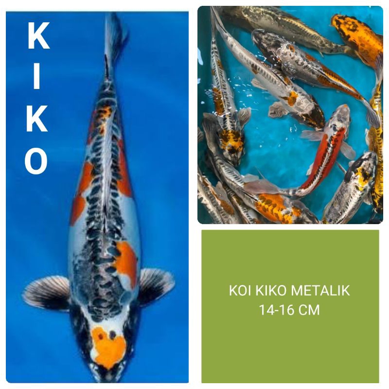 koi KIKO metalik blitaran 13-15 cm