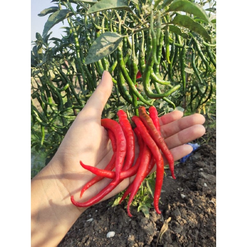 

Cabai Merah Kriting 1Kg