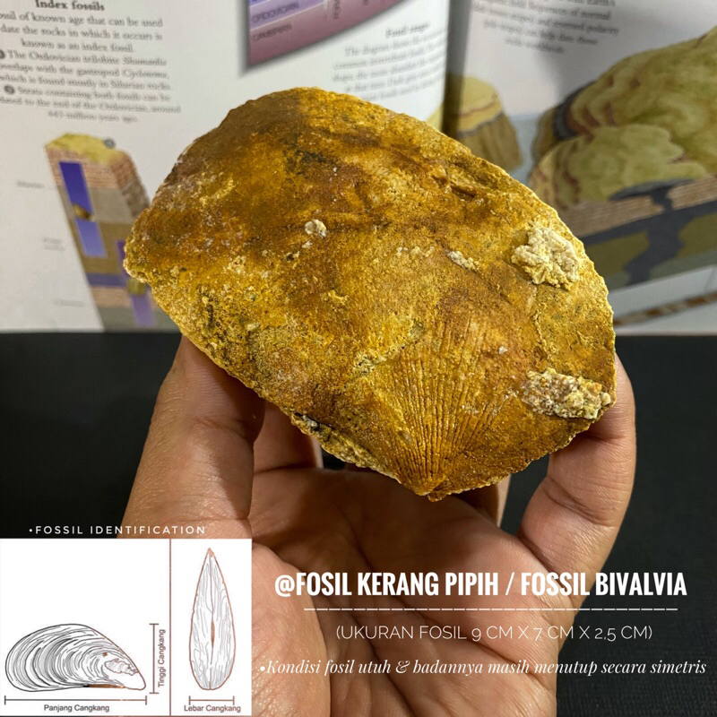 Fosil Kerang Pipih Natural B34 atau Fossil Bivalvia atau Fosil Kijing atau Fossil Shell atau Fosil T