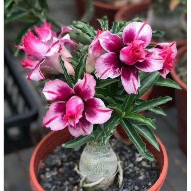 promo adenium kamboja jepang bunga pink putih