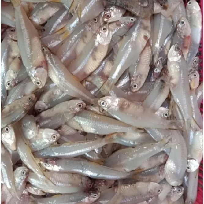 ikan wader laut jumbo original frozen tanpa bumbu /seafood frosen