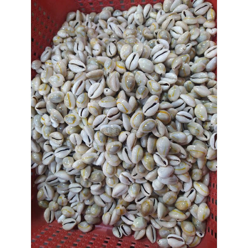 Kucing-kucing /Kuwuk-kuwuk kerang laut biji kerang isi 105 pcs