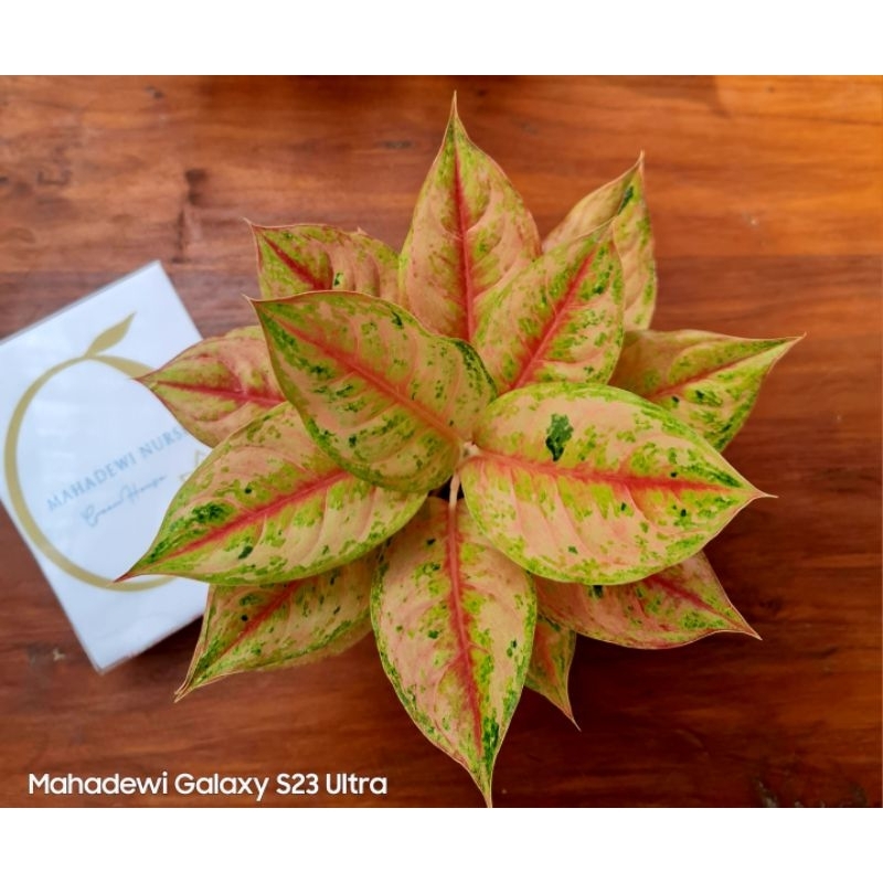 Aglonema Light Of Diamond (LOD)