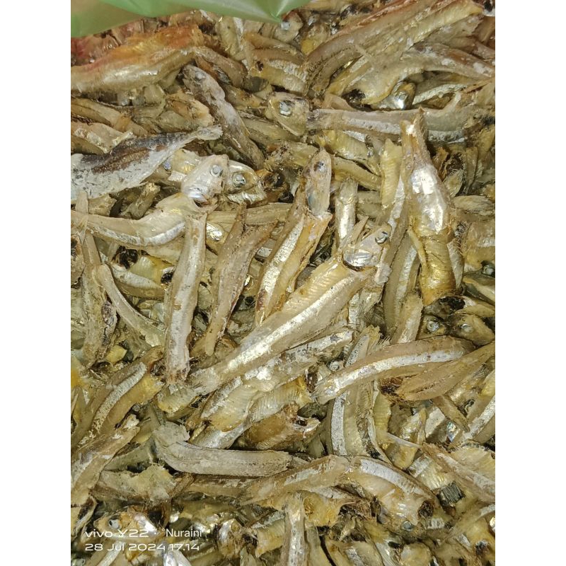 

Teri Jengkol Baru dan segar