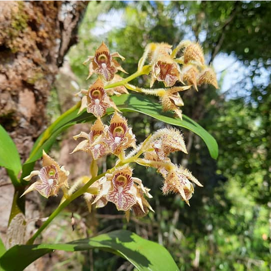 Dendrobium macrophyllum varian Sulawesi