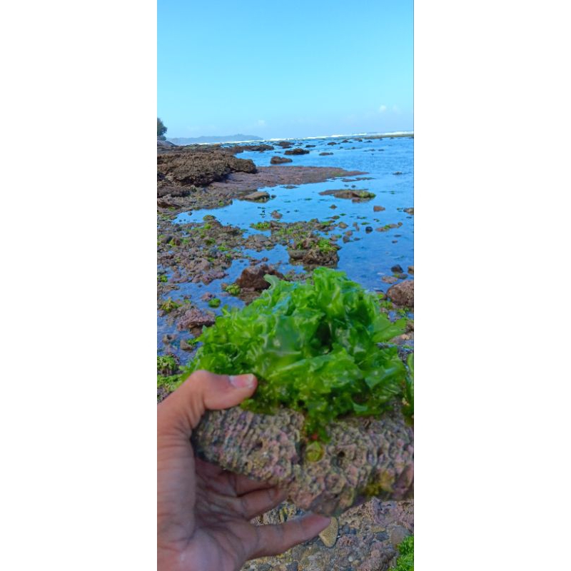 tanaman laut / rumput laut untuk isian aquarium lengkap dengan batu karangnya
