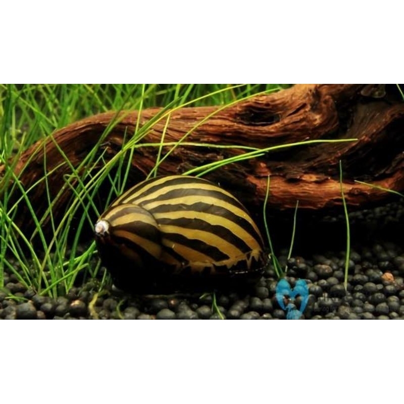 hiasan aquarium keong turbo