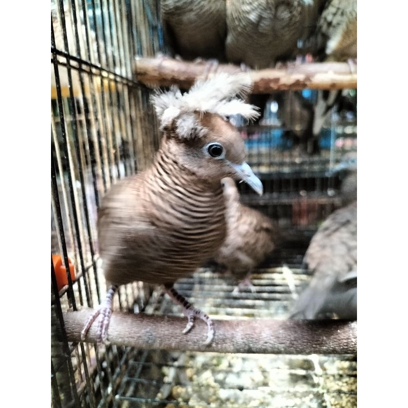 Burung perkutut cemani songgo ratu atau perkutut cemani jambul