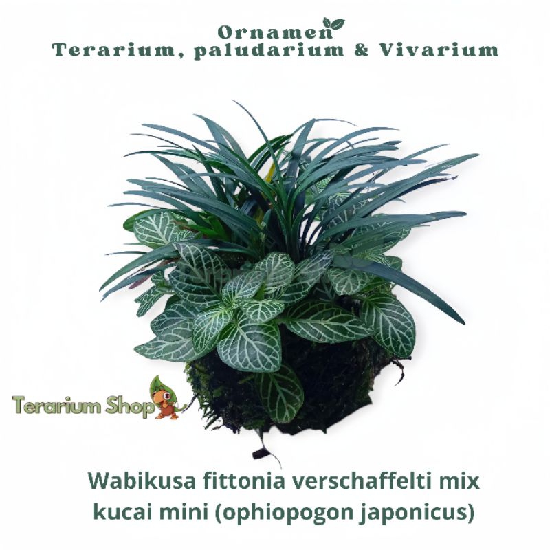 PROMO NEW PRODUK - Ornamen Terarium Paludarium & Vivarium Wabikusa fittonia verschaffelti mix kucai 