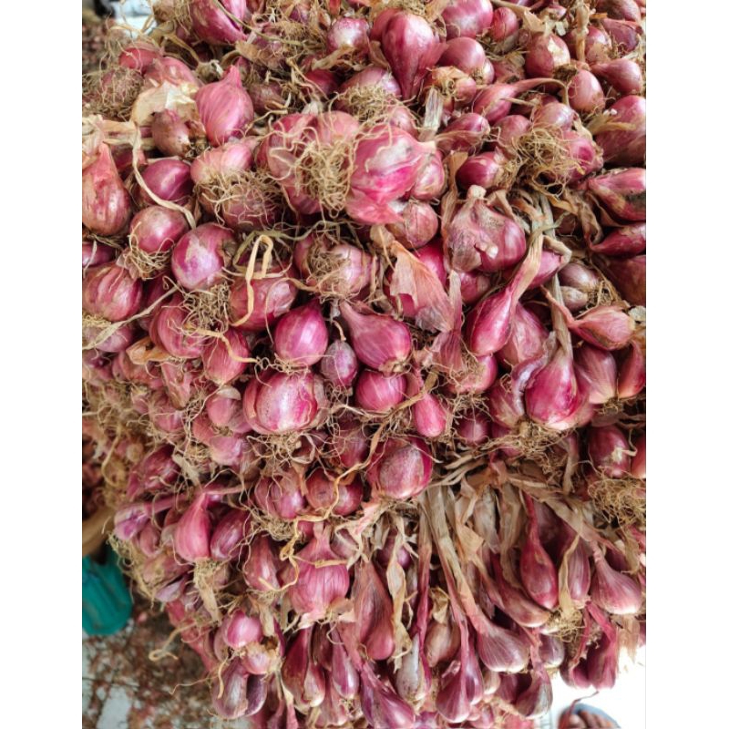 

bawang merah dompolan