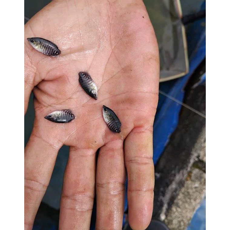 KODE F78K Promo COD Isi 75 Ekor Bibit Gurame soang Ukuran nguaci