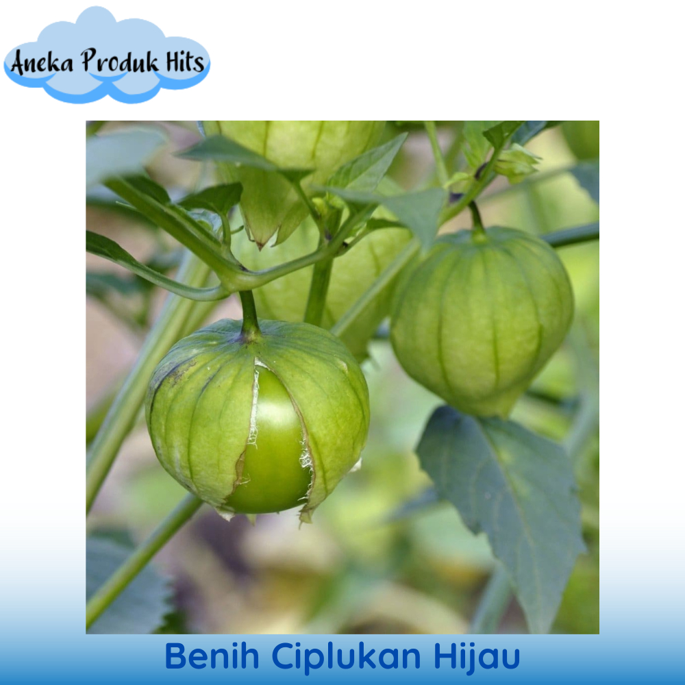Benih Ciplukan / Cecendet Hijau isi 3 biji
