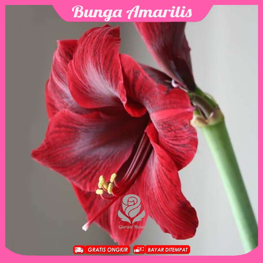 Umbi Bunga Amarilis Aneka Macam Warna Paket 1 Kg Warna Mix