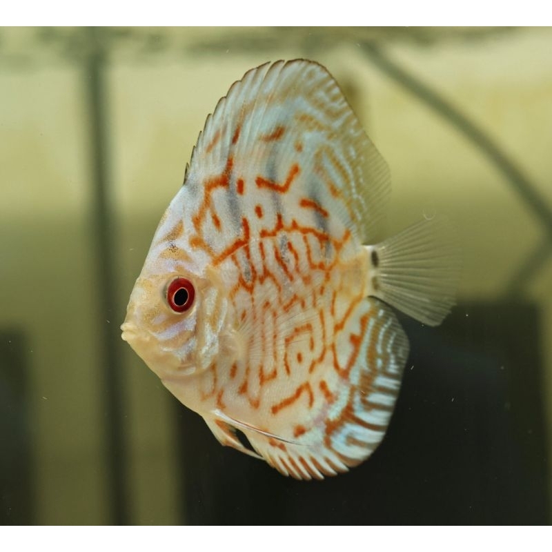 Aksesoris 2 Inc Discus Aquarium Torquise HB