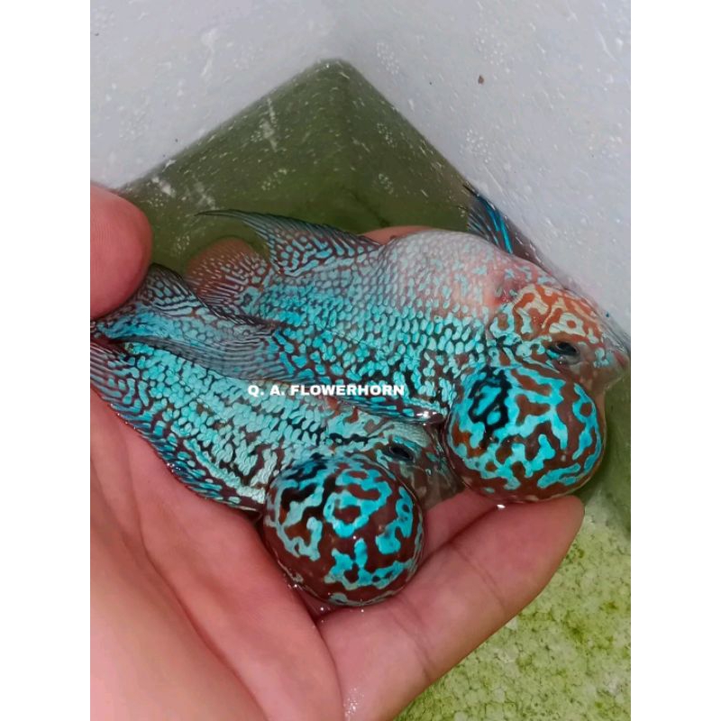 PAKET ISI 2 Burayak Louhan Cencu Murni