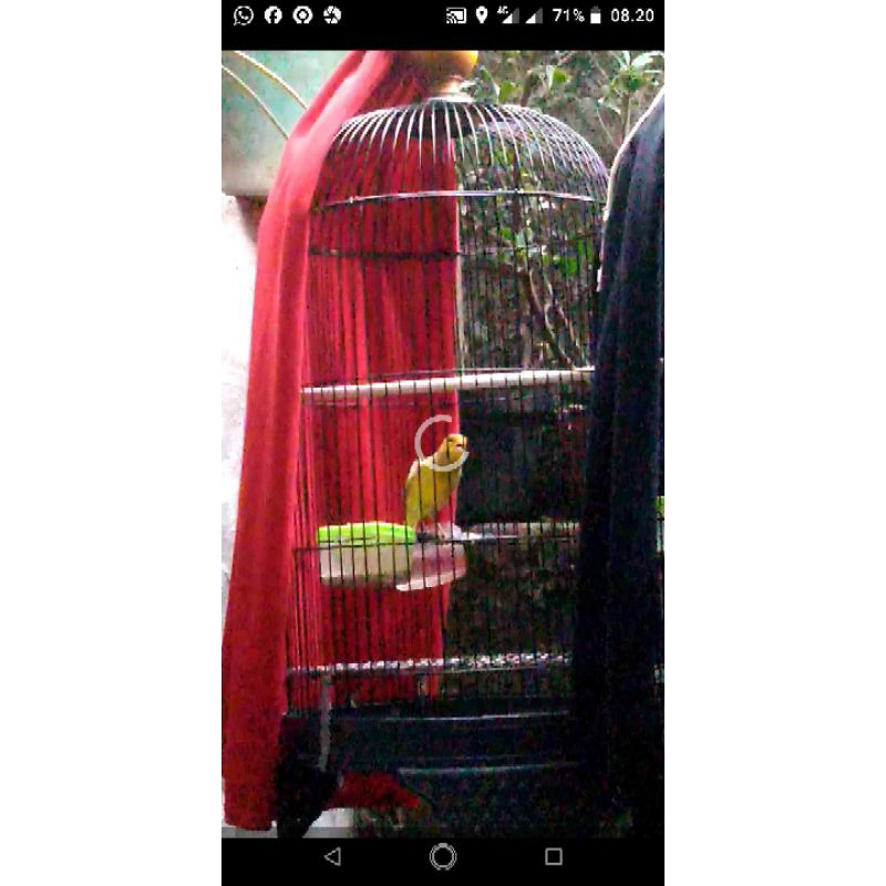 kenari gacoran lokal