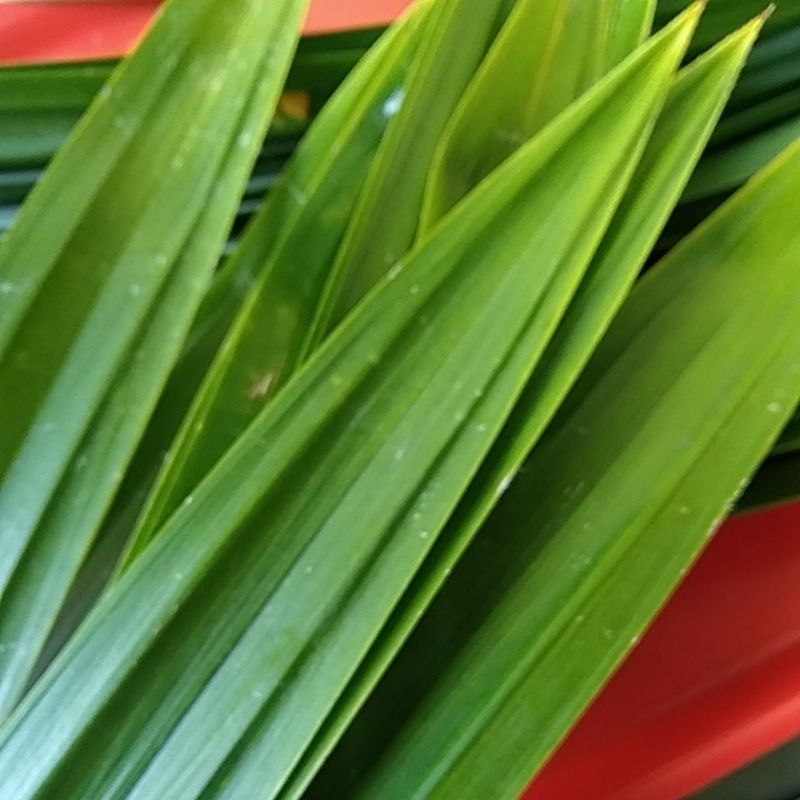 

Daun Pandan Wangi Segar 100gr