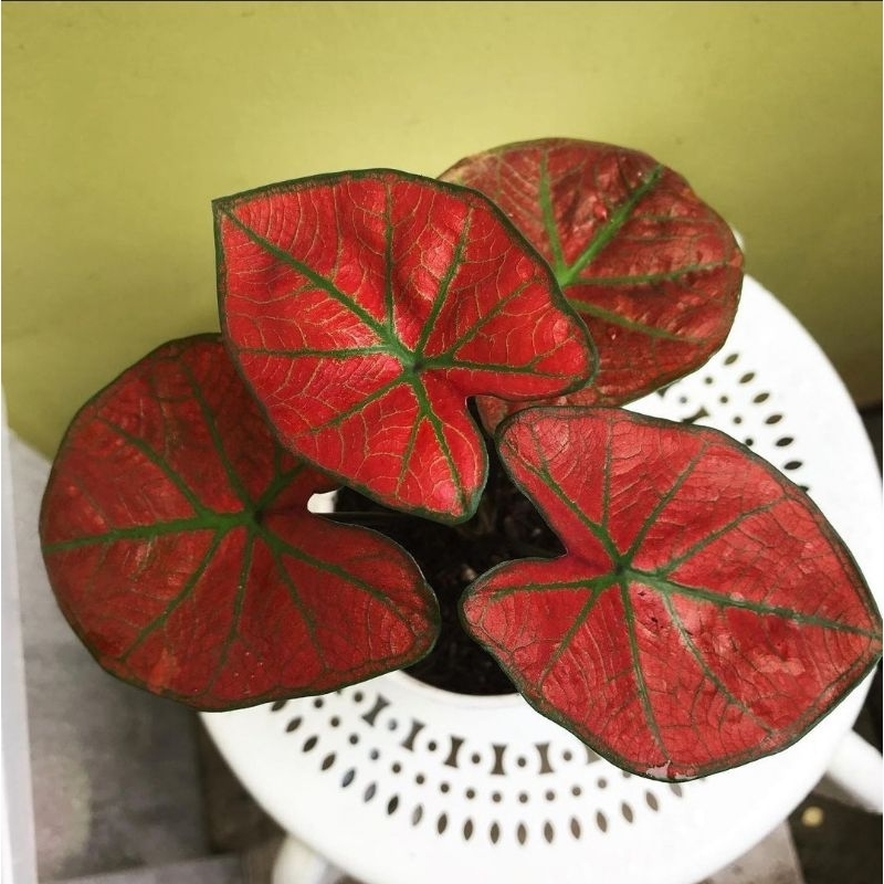 Tanaman Hias Hidup - CALADIUM HYBRID MISHA - Keladi Hias Thai series