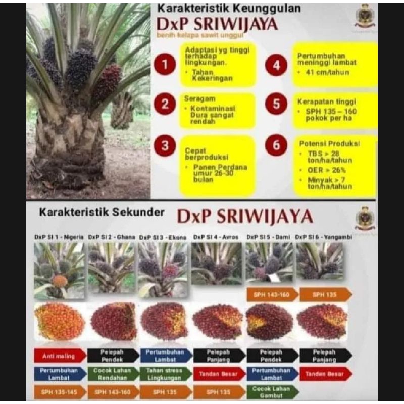 Benih Bibit polong Kecambah Sawit DXP SRIWIJAYA SERI 5 ORIGINAL SERTIFIKAT