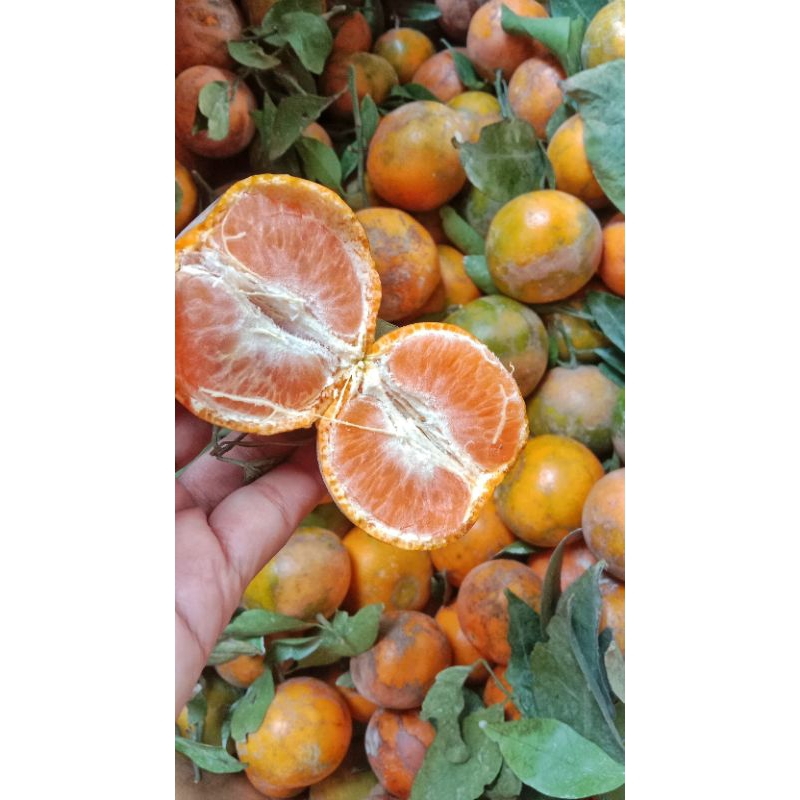 

Ready Stock Jeruk Siem Madu Malang, ukuran Campur Berat 1Kg