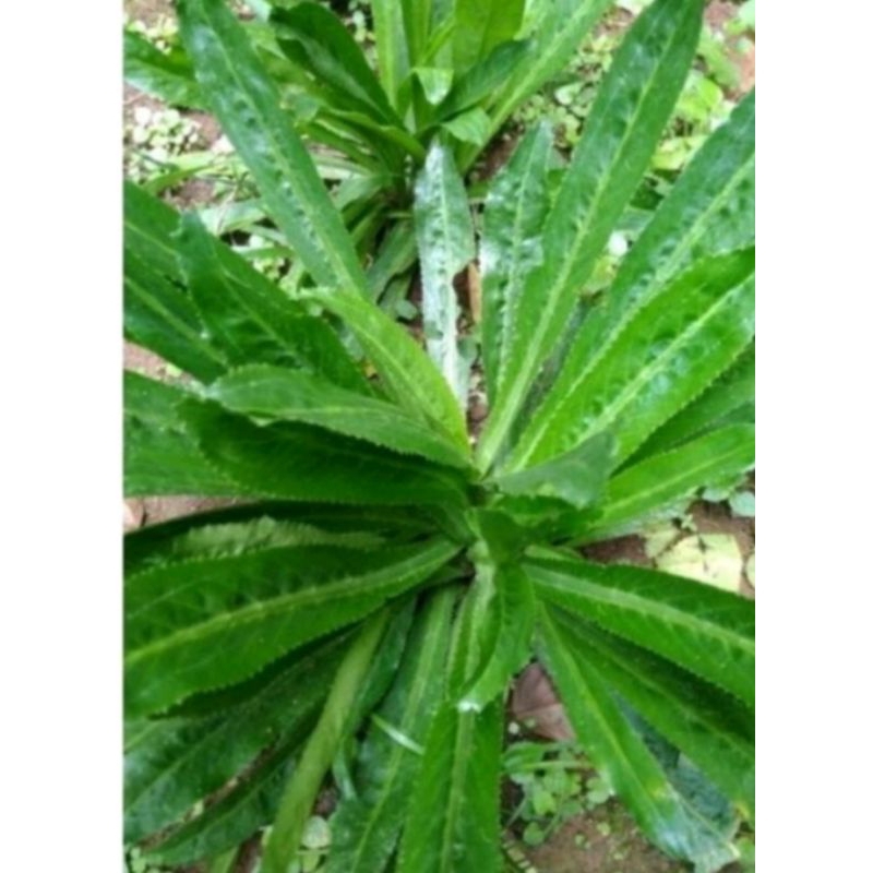 

Daun walang sengit segar 15 batang