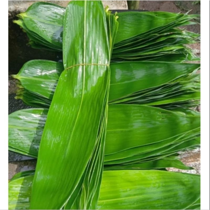 

Daun Bambu 100 Lembar | Untuk Bakcang | Daun Bambu Bacang | Daun Awi | Bungkus Daun Bambu Bacang