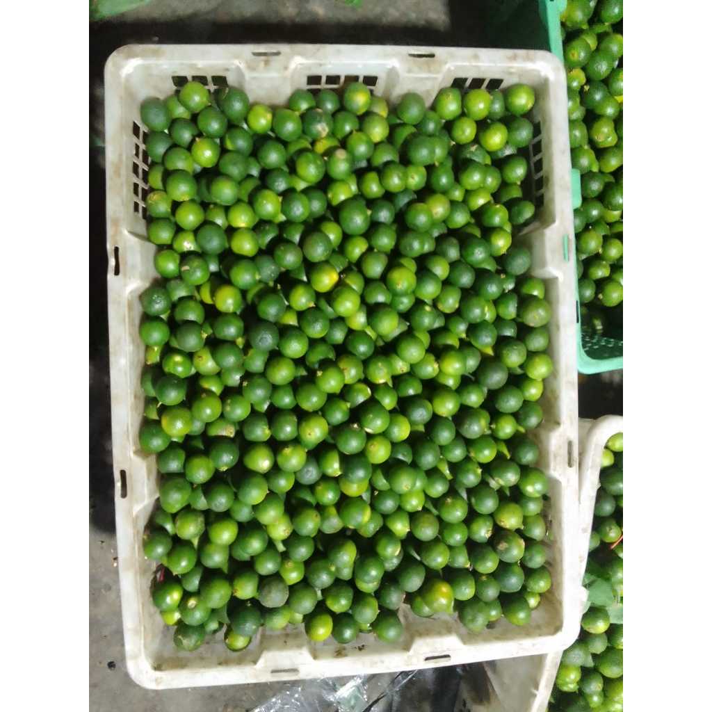 

Jeruk Limo Songkit Kip Kietna